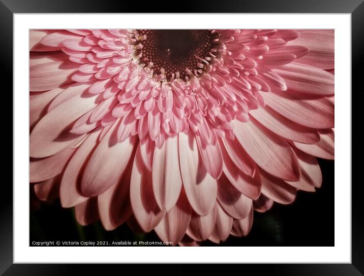 Pink Gerbera Framed Mounted Print by Victoria Copley