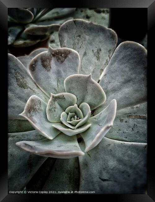 Aeonium succulent Framed Print by Victoria Copley