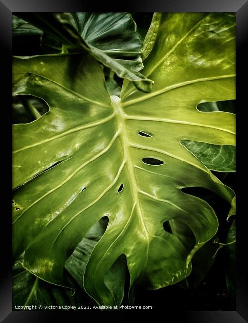 Abstract Plant Leaves Framed Print by Victoria Copley
