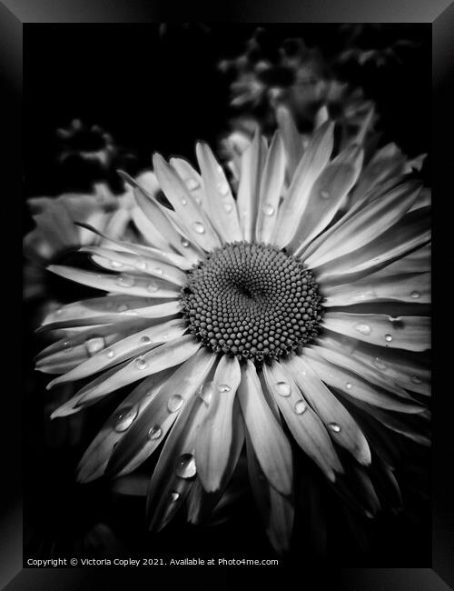 Monochrome daisy Framed Print by Victoria Copley