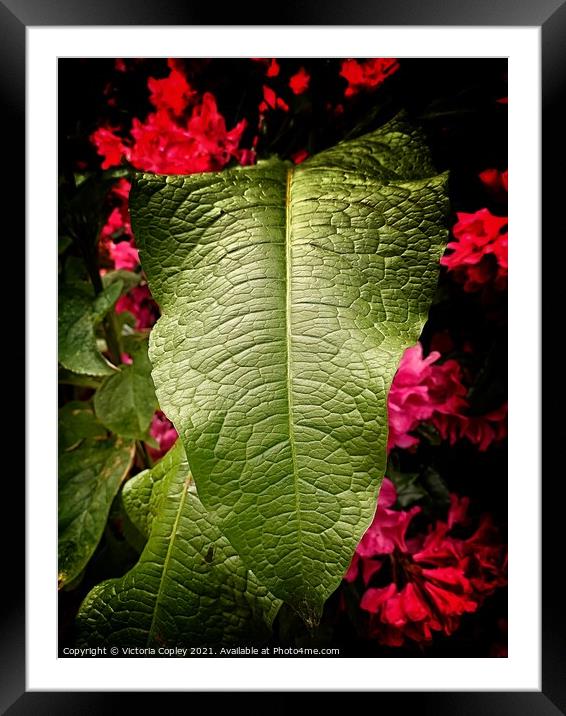 Abstract green leaf Framed Mounted Print by Victoria Copley