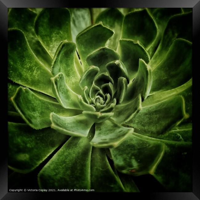 Abstract aeonium Framed Print by Victoria Copley