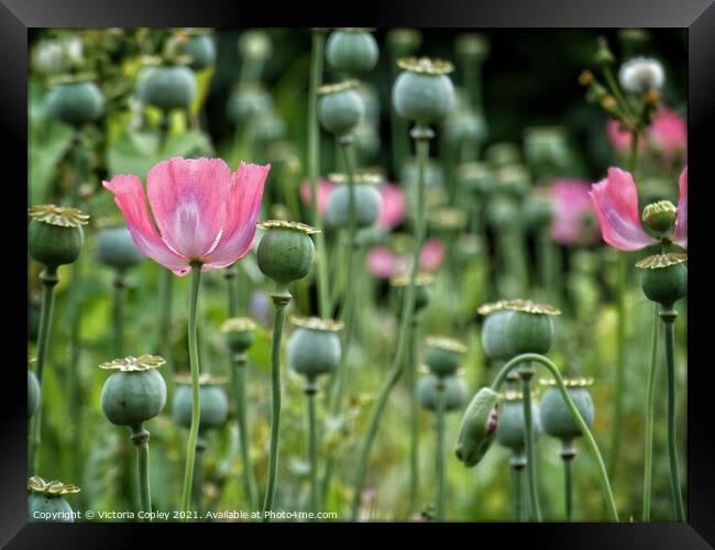 Poppies Framed Print by Victoria Copley