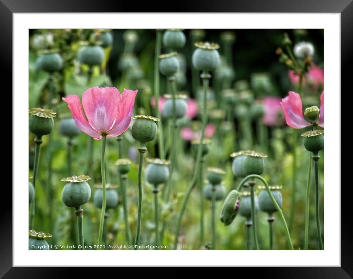 Poppies Framed Mounted Print by Victoria Copley