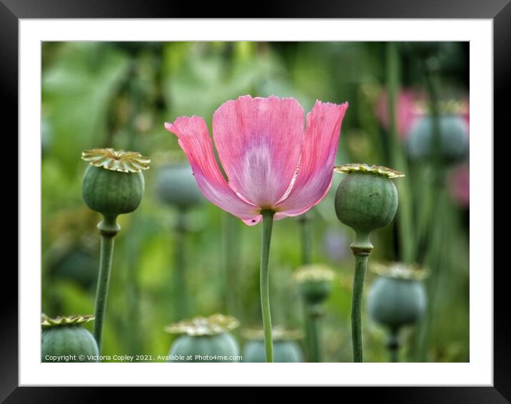 Pink poppy Framed Mounted Print by Victoria Copley