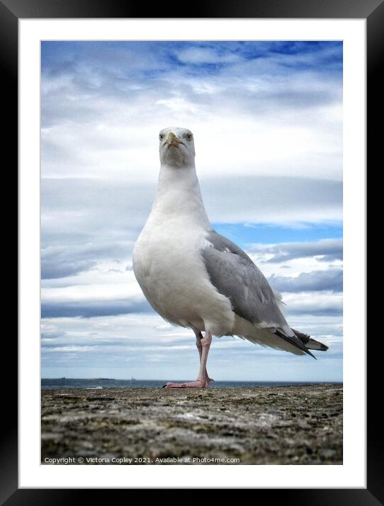Herring Gull Framed Mounted Print by Victoria Copley