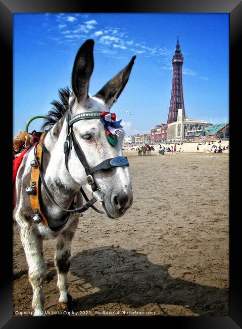 Blackpool donkey Framed Print by Victoria Copley
