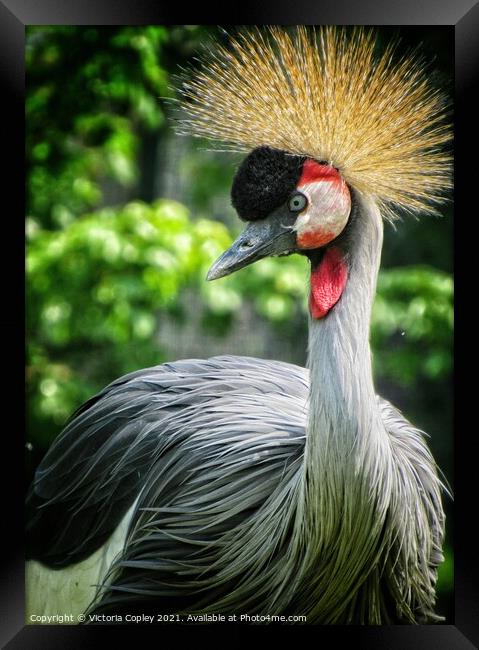 African Crowned Crane Framed Print by Victoria Copley