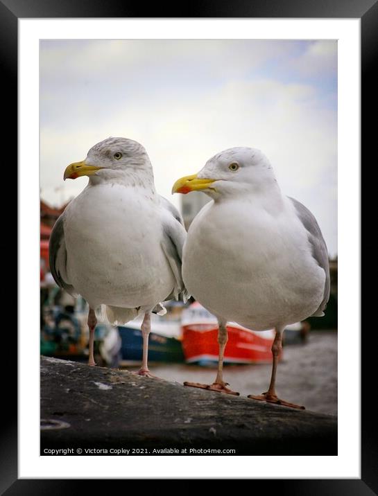Seagull pair Framed Mounted Print by Victoria Copley