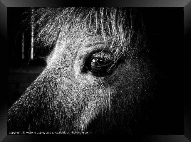 Horse portrait Framed Print by Victoria Copley
