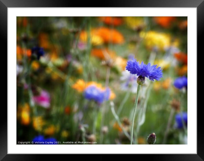 Cornflower Framed Mounted Print by Victoria Copley