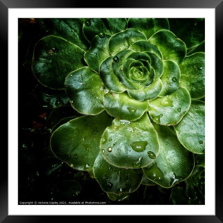Aeonium Framed Mounted Print by Victoria Copley