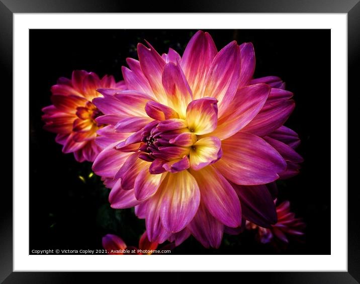 Dahlia Framed Mounted Print by Victoria Copley