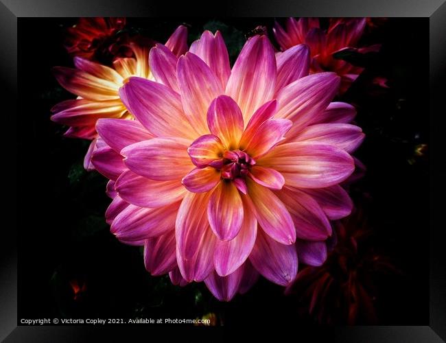 Dahlia Framed Print by Victoria Copley