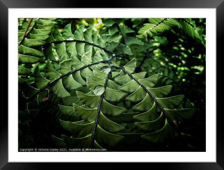 Abstract fern Framed Mounted Print by Victoria Copley