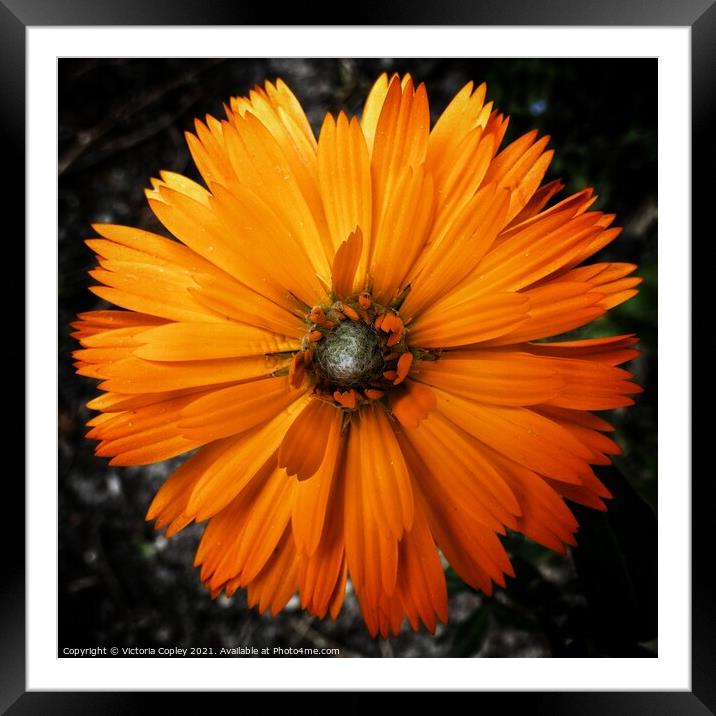 Marigold Framed Mounted Print by Victoria Copley