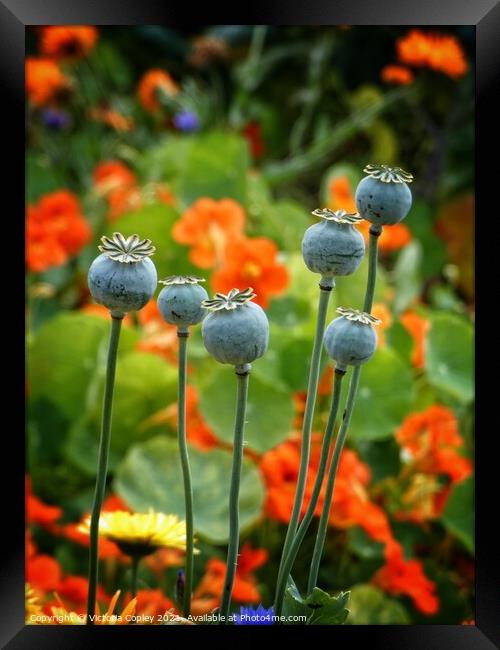 Poppy seed heads Framed Print by Victoria Copley