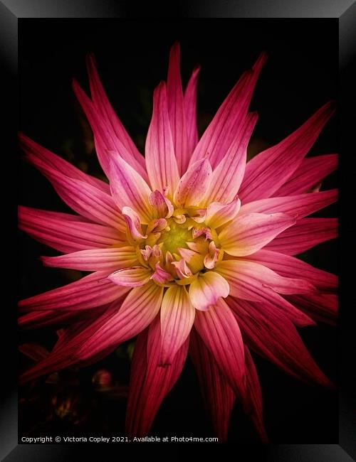 Abstract dahlia Framed Print by Victoria Copley