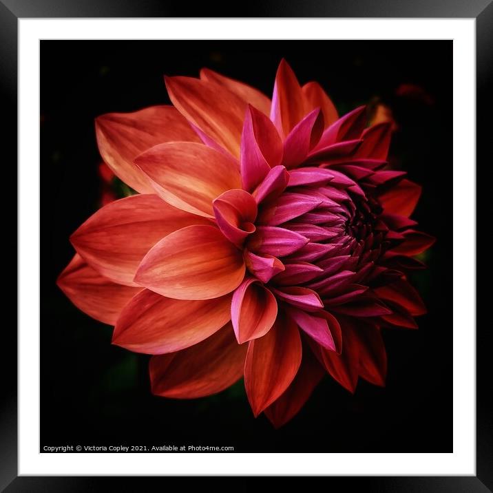 Dahlia Framed Mounted Print by Victoria Copley