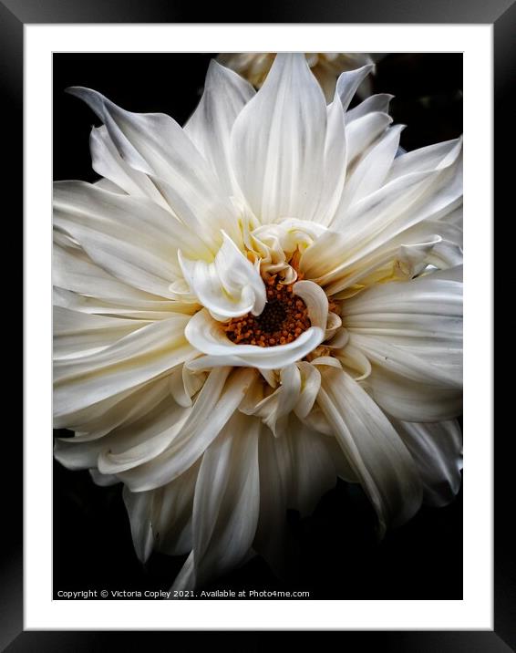 White dahlia Framed Mounted Print by Victoria Copley