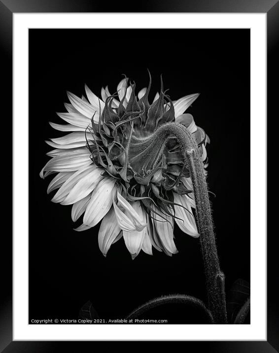 Sunflower Framed Mounted Print by Victoria Copley