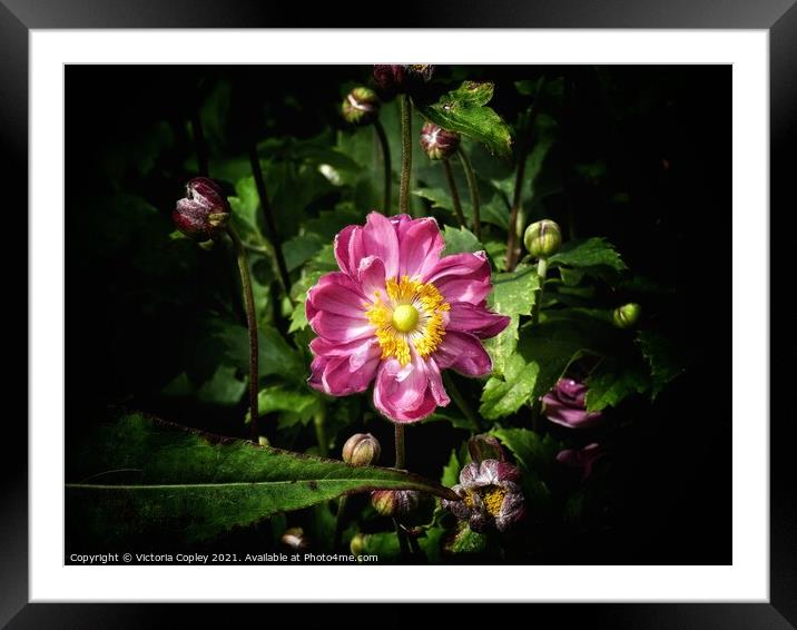 Japanese anemone Framed Mounted Print by Victoria Copley