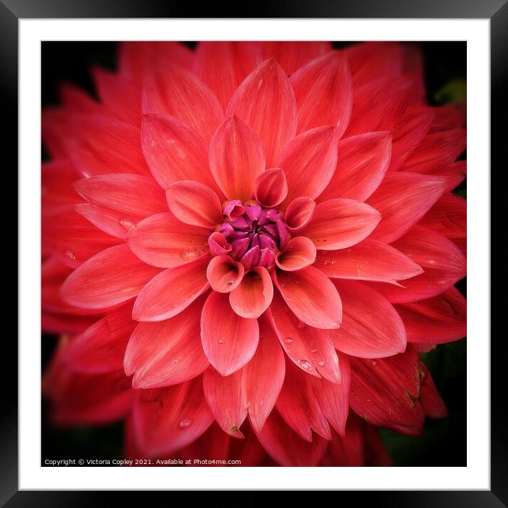 Pink dahlia Framed Mounted Print by Victoria Copley