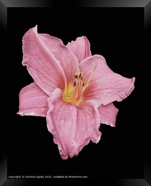 Pink Lily Framed Print by Victoria Copley
