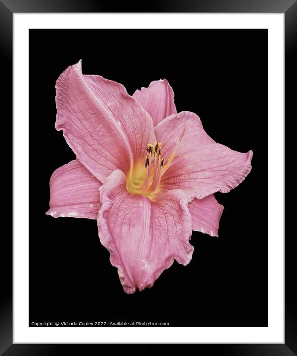 Pink Lily Framed Mounted Print by Victoria Copley