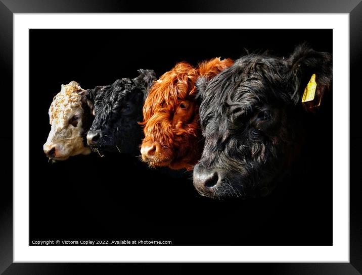 A Collection of Cattle Framed Mounted Print by Victoria Copley