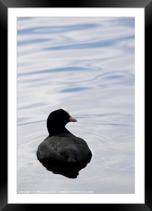 Bird in water, Cornwall Framed Mounted Print by Chloe Rye
