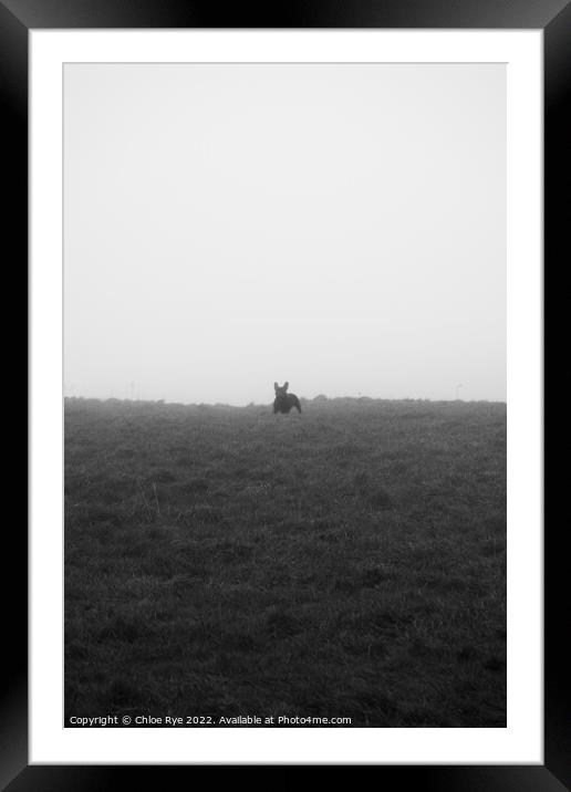 French Bulldog in fog Framed Mounted Print by Chloe Rye