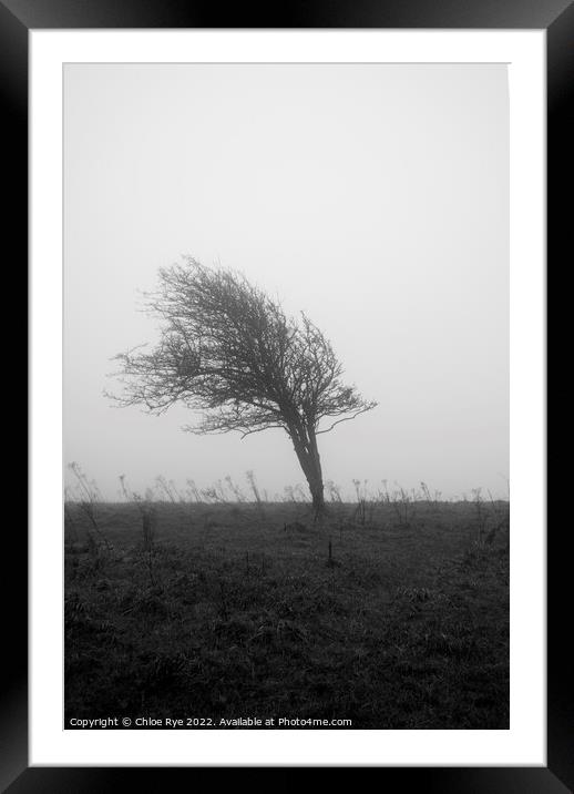 Tree in wind in Brighton Framed Mounted Print by Chloe Rye