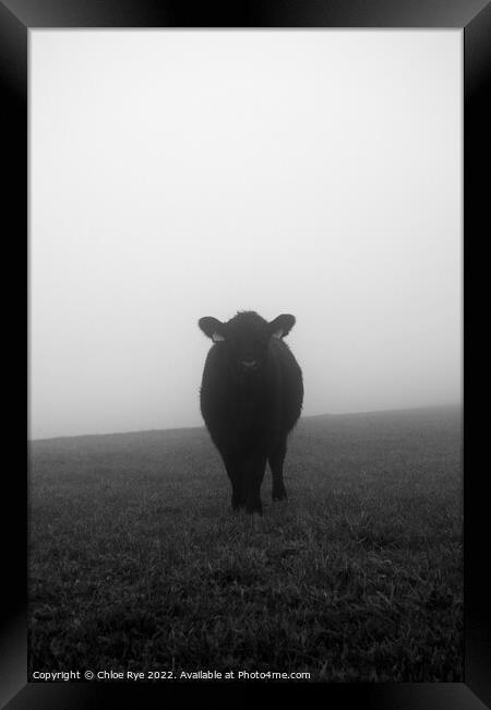 Cow in the fog in Brighton Framed Print by Chloe Rye