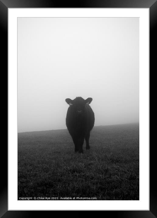 Cow in the fog in Brighton Framed Mounted Print by Chloe Rye