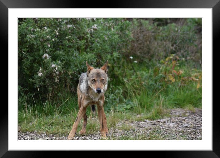 An Iberian Wolf  Framed Mounted Print by Suzanne Halsall