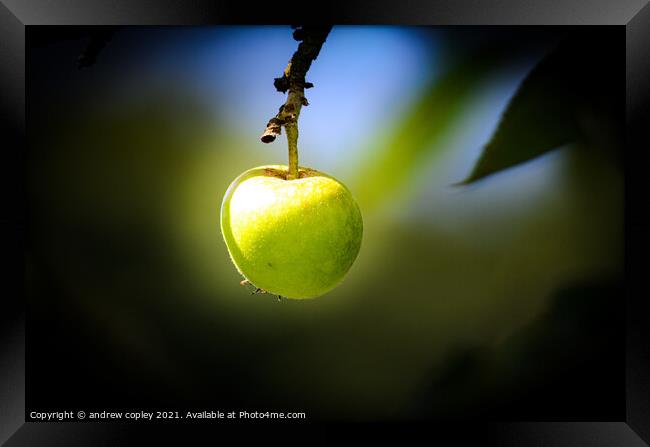 Ready to eat Framed Print by andrew copley