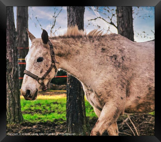 The Lone Horse Framed Print by andrew copley