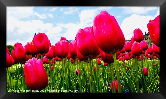 The Tulip Garden Framed Print by andrew copley
