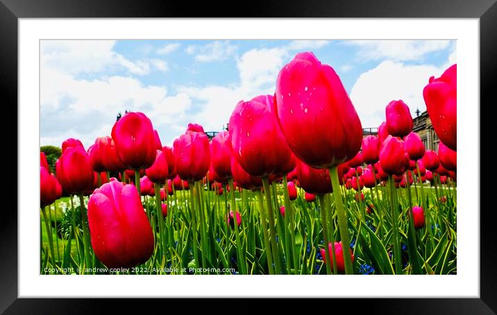 The Tulip Garden Framed Mounted Print by andrew copley