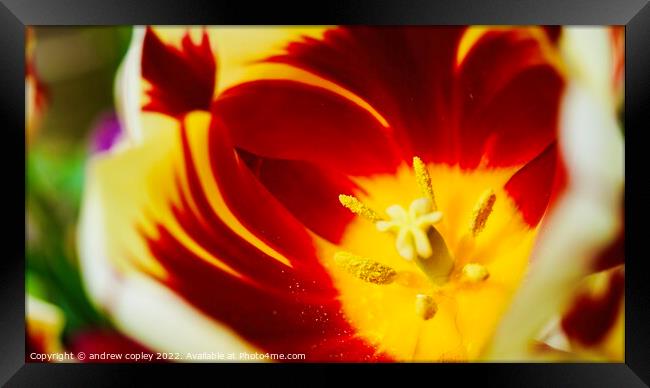 The macro flower Framed Print by andrew copley