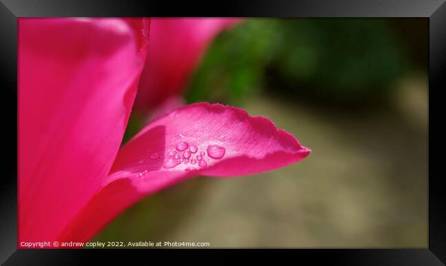 Raindrop Flower Framed Print by andrew copley