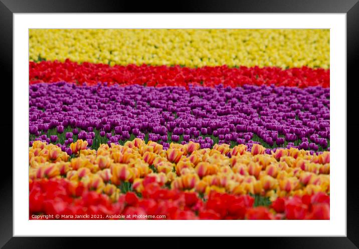 La Conner Bands of Colour Framed Mounted Print by Maria Janicki