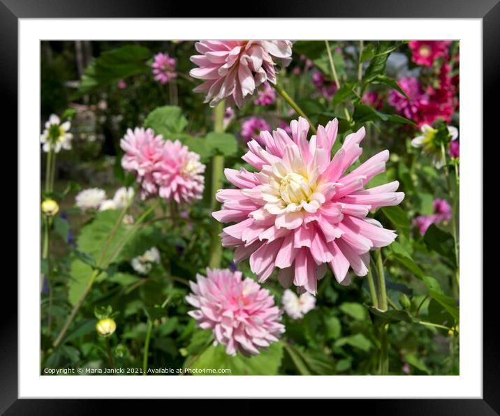 Pink and white dahlias Framed Mounted Print by Maria Janicki