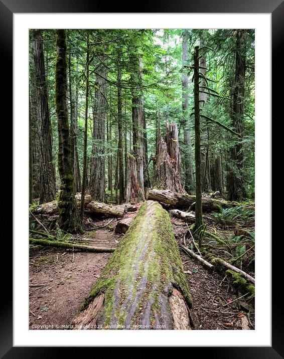 Coastal Forest in Cathedral Grove - Vancouver Isla Framed Mounted Print by Maria Janicki