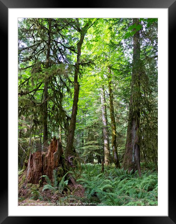 Forests of Vancouver Island in Canada Framed Mounted Print by Maria Janicki