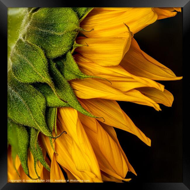 Abstract Sunflower Framed Print by Anthony Dillon