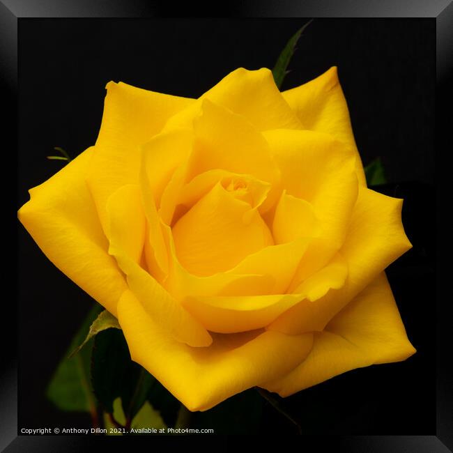 Yellow Rose Framed Print by Anthony Dillon