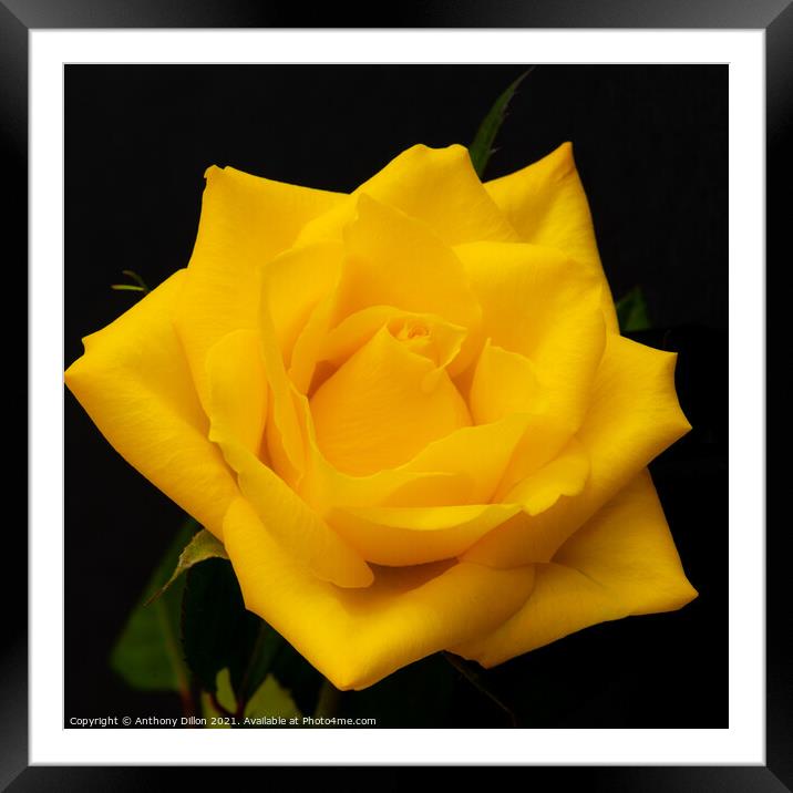 Yellow Rose Framed Mounted Print by Anthony Dillon