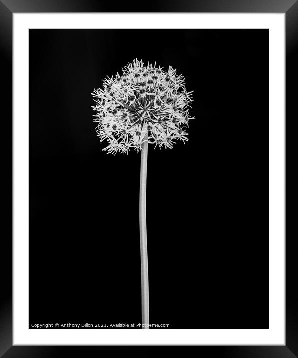Abstract Black and White Flower.  Framed Mounted Print by Anthony Dillon